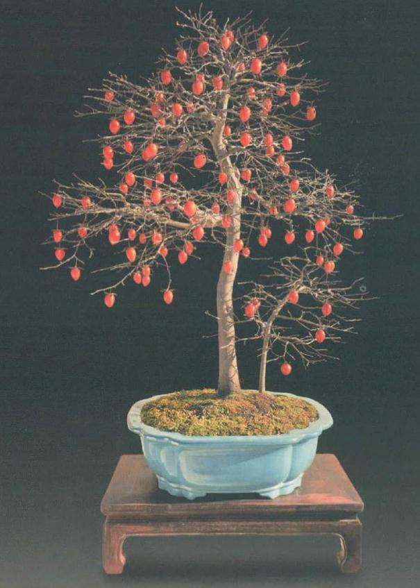 盆景果实开始变色