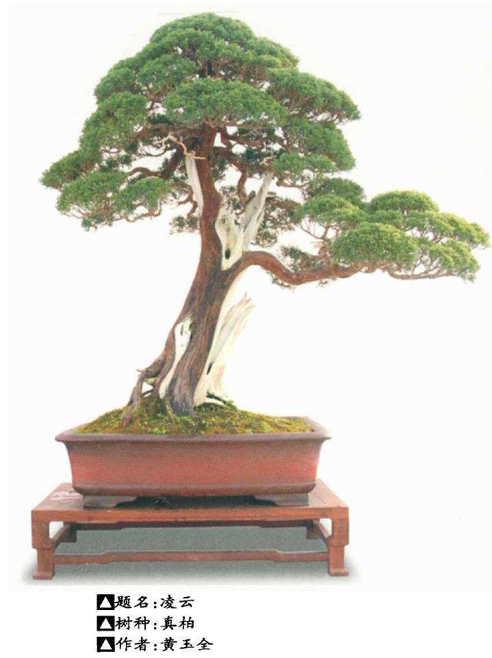 第二届江苏盆景精品展