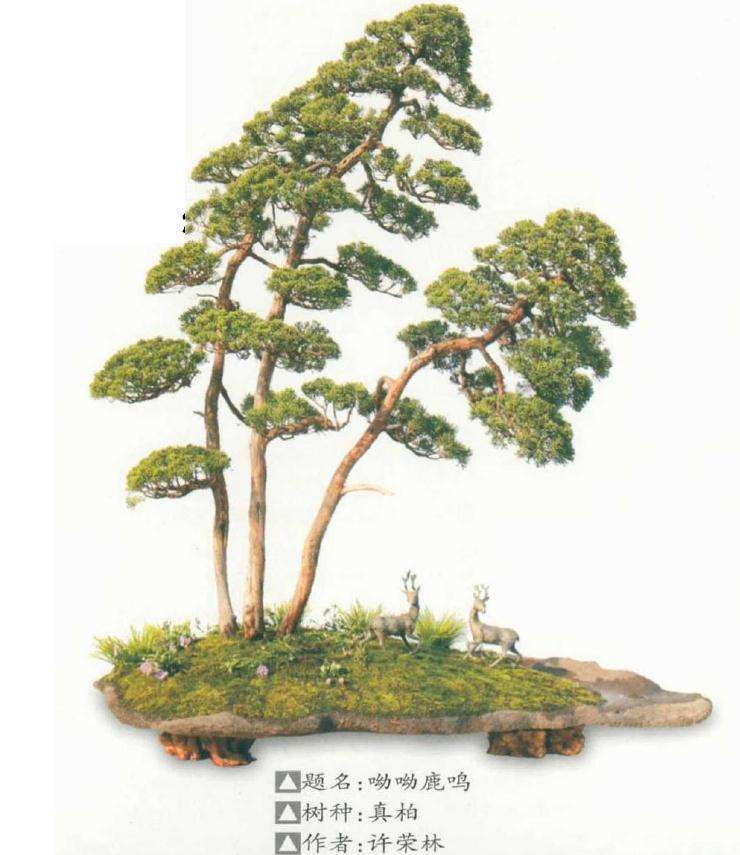 第二届江苏盆景精品展