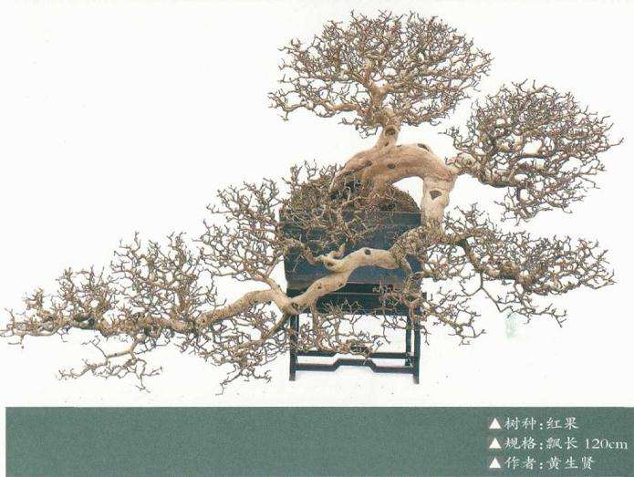 树桩盆景个性特征的应用规律