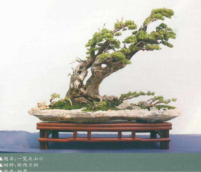 树桩盆景个性特征的应用规律