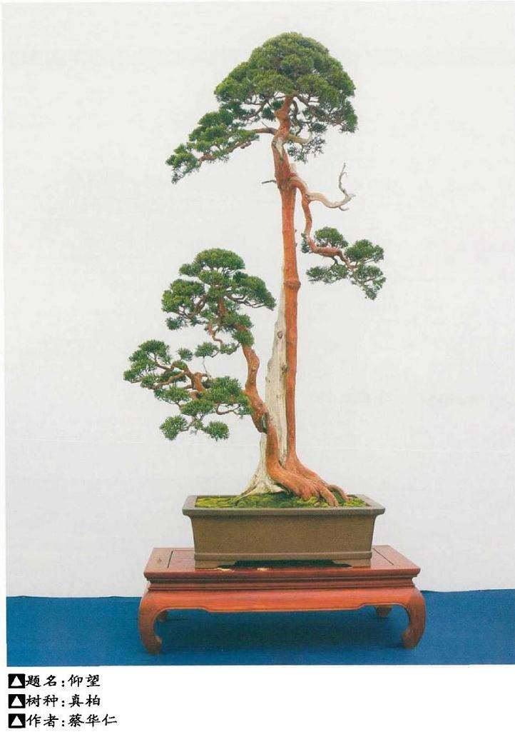 树桩盆景个性特征的应用规律