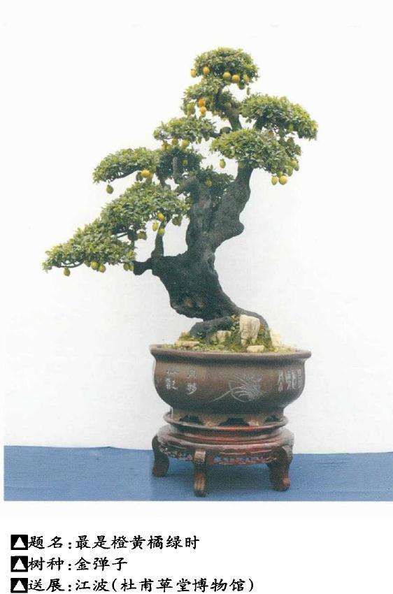 2020年川派盆景再创佳绩