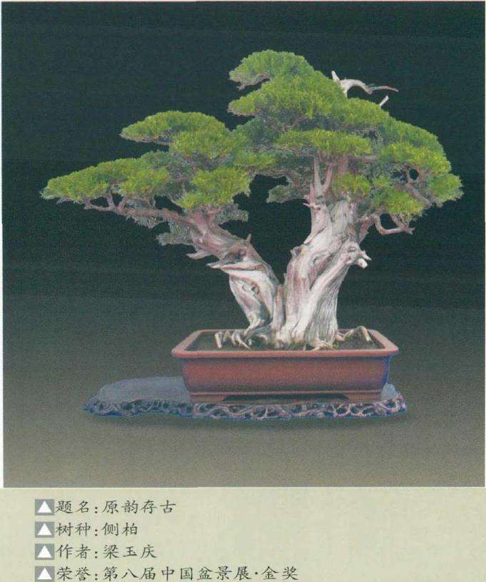 济南盆景园收藏名品赏析 图片