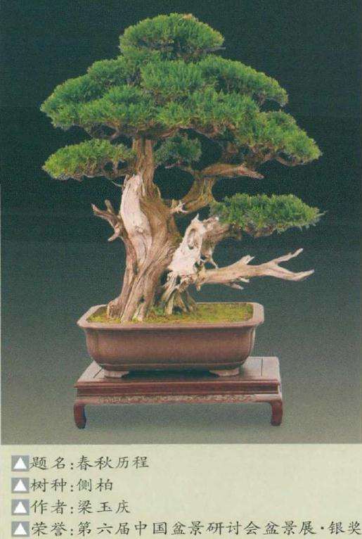 济南盆景园收藏名品赏析 图片