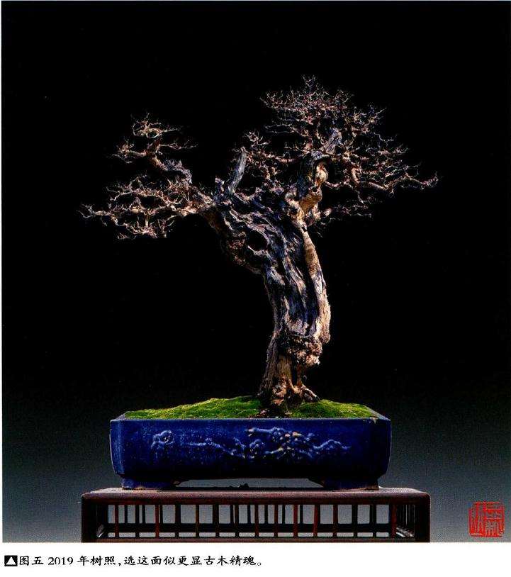 图解 韩学年怎么制作杂木盆景 第12集