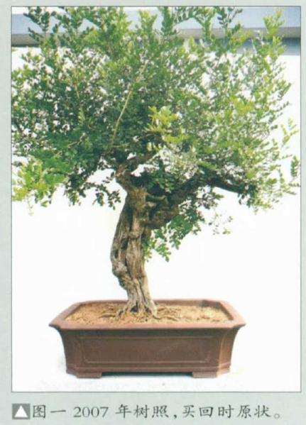 盆景买回时原状