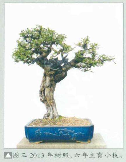 盆景六年主育小枝