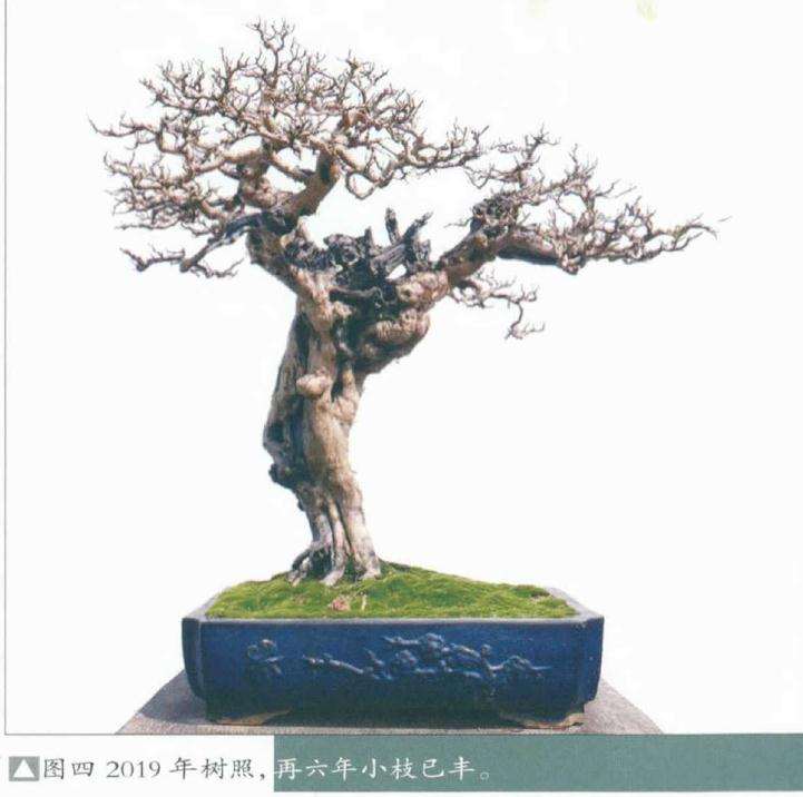 盆景已经6年小枝已经丰富