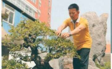 闽南盆景后继有人 第31集 图片