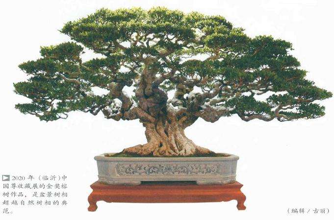 当今盆景树相的3个瑕疵