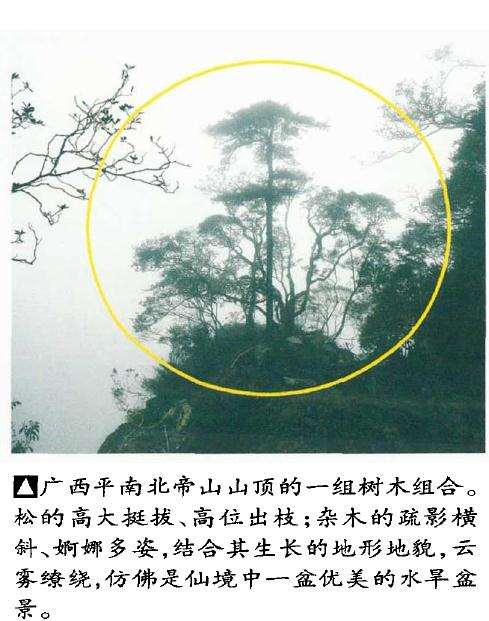 当今盆景树相的3个瑕疵