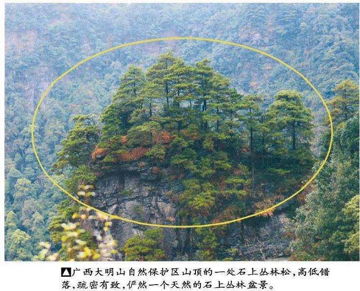 当今盆景树相的3个瑕疵