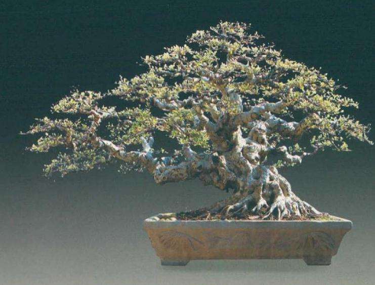 为什么盆景造型的养护技术没悟透