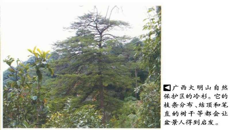 自然树相怎么过渡到盆景树相