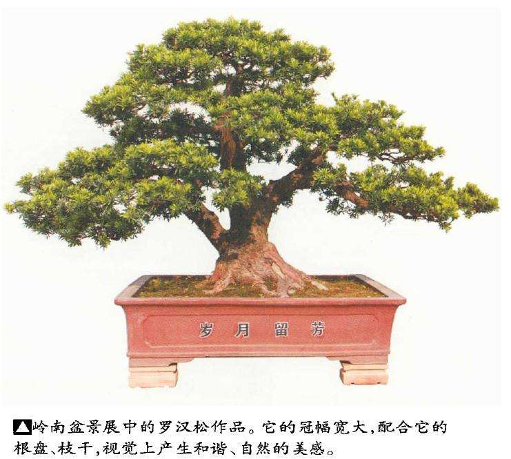 自然树相怎么过渡到盆景树相