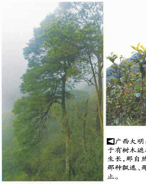 自然树相怎么过渡到盆景树相