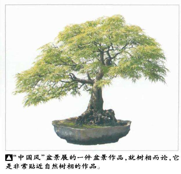 浅议自然树相与盆景树相的