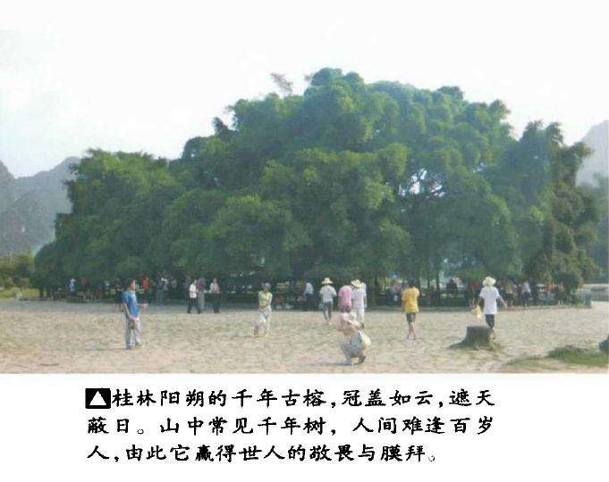 浅议自然树相与盆景树相的