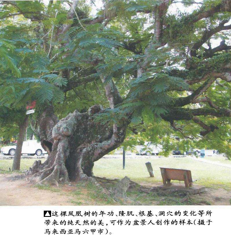 浅议自然树相与盆景树相的