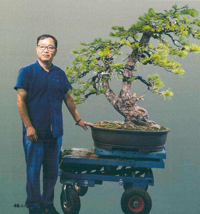 徐昊怎么制作黑松盆景的23个过程