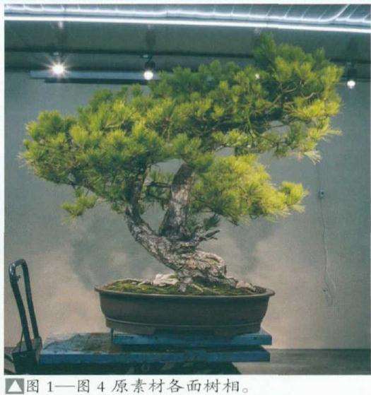 原素材各面树相