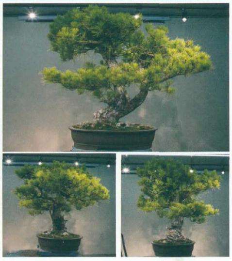 原素材各面树相