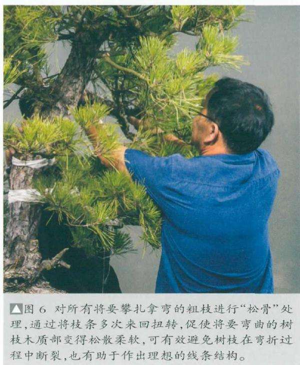 通过将枝条多次来回扭转