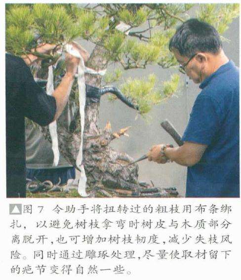 今助手将扭转过的粗枝用布条绑扎