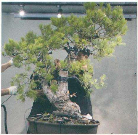 并制作树枝的线条结构