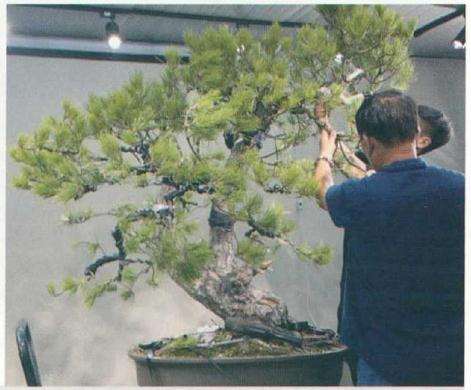 并制作树枝的线条结构