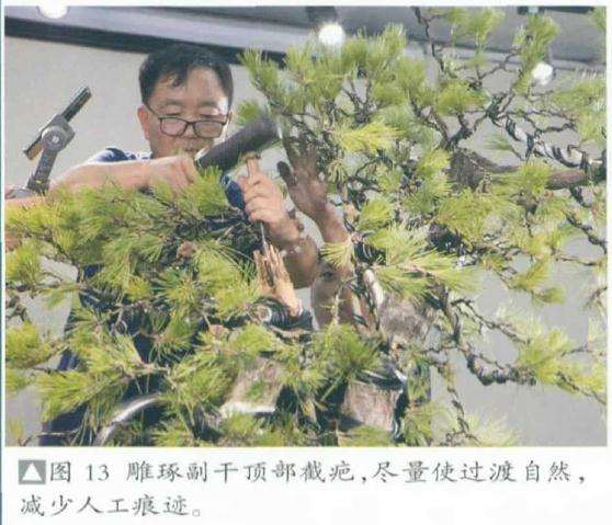 雕作盆景副干顶部的截疤