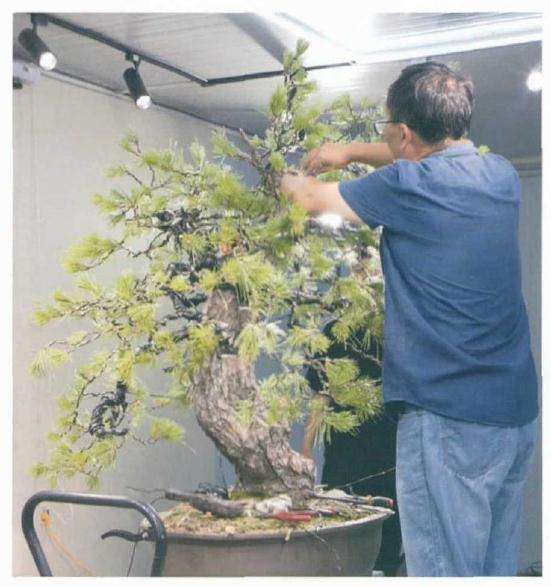 图解 徐昊怎么制作黑松盆景的23个过程