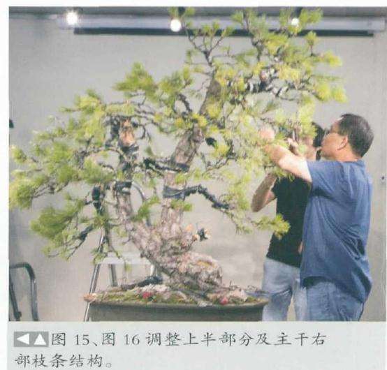 图解 徐昊怎么制作黑松盆景的23个过程