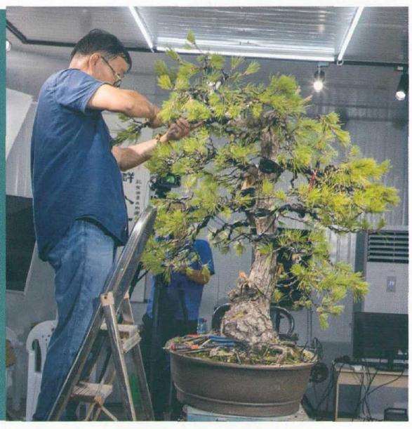 通过枝条的盘旋曲折