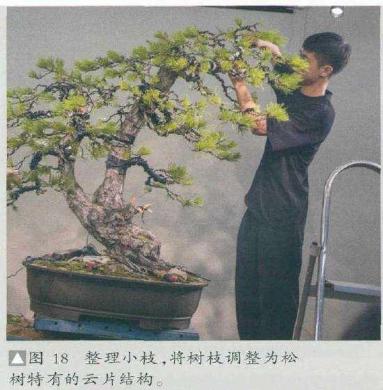 将树枝调整为松树特有的云片结构