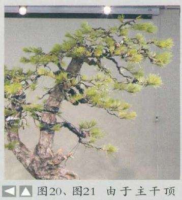 图解 徐昊怎么制作黑松盆景的23个过程