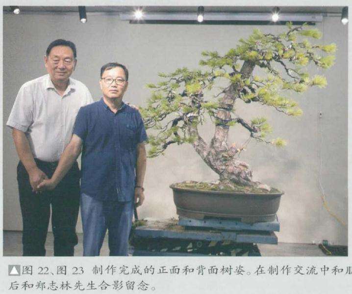 制作完成的正面和背面树姿