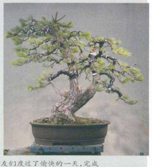 制作完成的正面和背面树姿