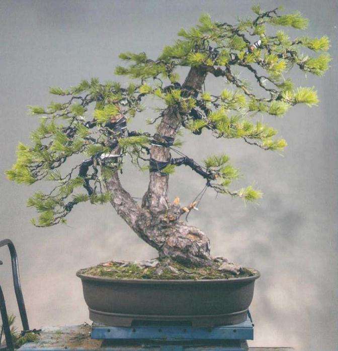 这件松树盆景便是这样