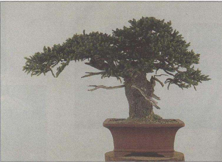 这是确定的新观赏面