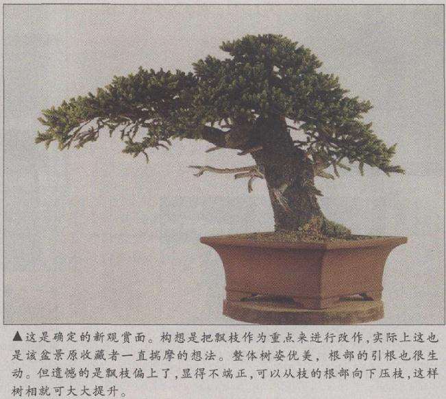 这是确定的新观赏面