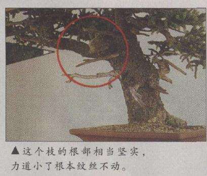 这个枝的根部相当坚实