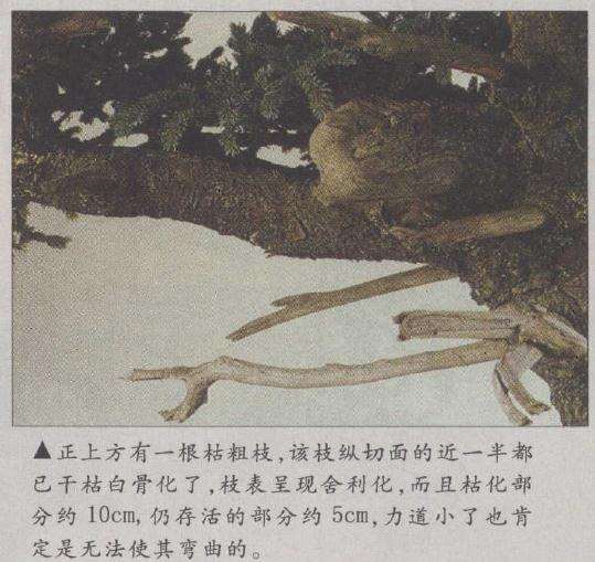 正上方有一根枯粗枝