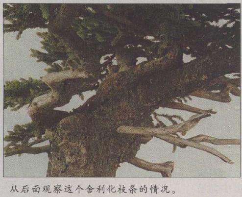 图解 盆景怎么压枝飘枝的方法