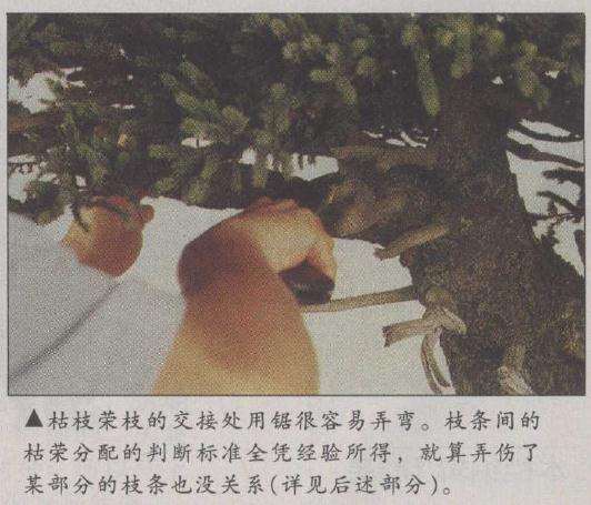 枯枝荣枝的交接处用锯很容易弄弯