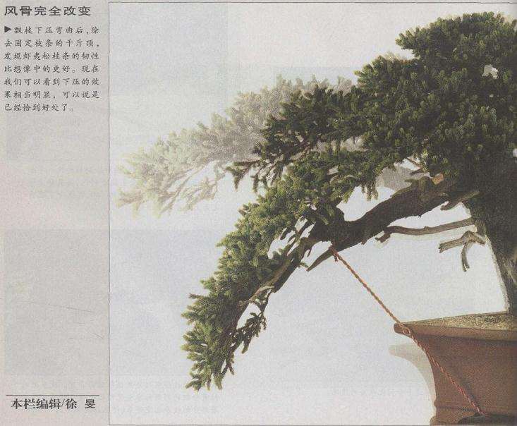 风骨完全改变卜飘枝下压弯曲后