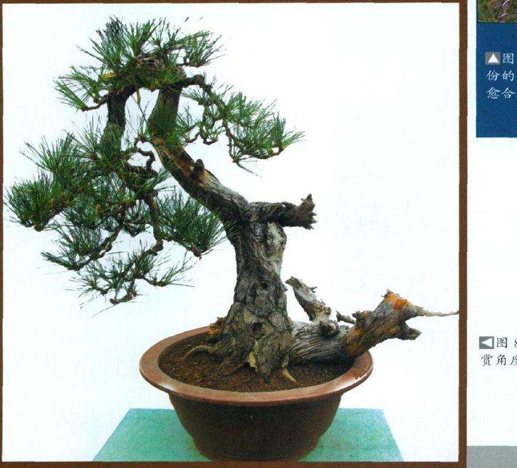 者认为此乃最佳欣赏角度