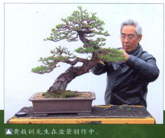 图解 赤松盆景怎么再次该做的8个过程