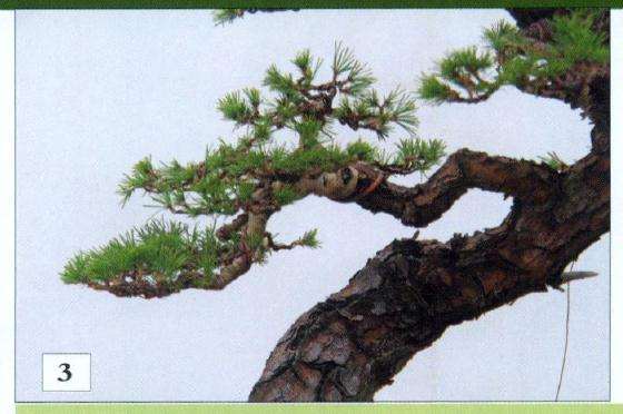 左下枝完成调整后的效果